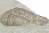 Kainops Trilobite - Black Cat Mountain, Oklahoma #362985-2